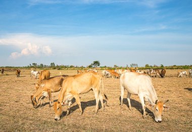 alanda çim yeme inek kitlelerin