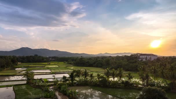 Lapso de tempo de belo pôr do sol sobre o campo de arroz com o trabalho do agricultor na fazenda na Indonésia Ásia — Vídeo de Stock