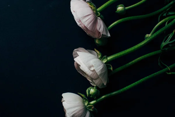 Ranunculus på svart bakgrund med instagram effekter — Stockfoto