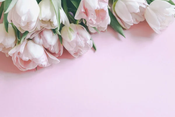 美丽的郁金香，在粉红色的背景上 — 图库照片
