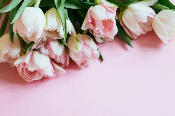 Beautiful tulips on pink background — Stock Photo, Image