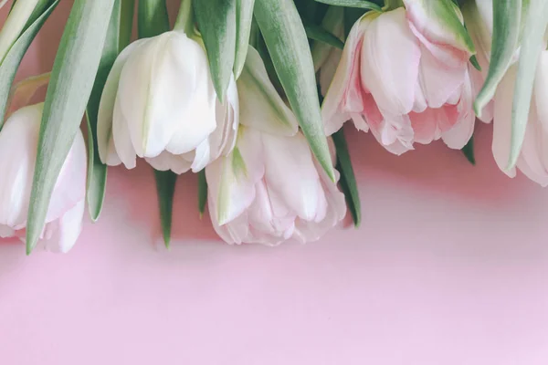 Bei tulipani su sfondo rosa — Foto Stock