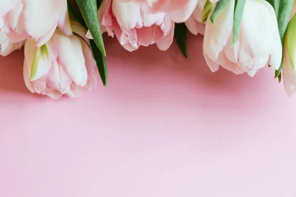 Hermosos tulipanes sobre fondo rosa — Foto de Stock