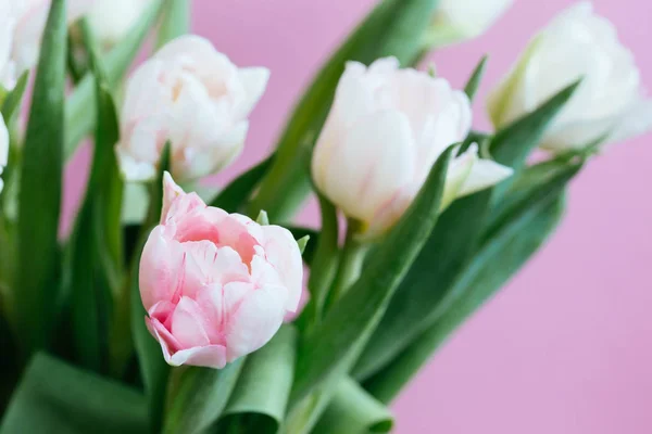 Bei tulipani su sfondo rosa — Foto Stock