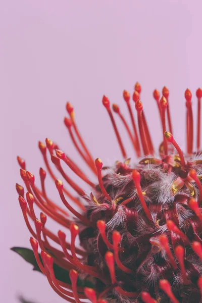 red Leucospermum flower on solid color background