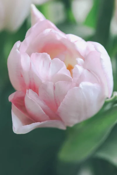 pembe bir arka plan üzerinde güzel laleler