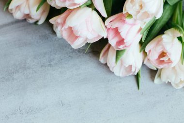 pembe bir arka plan üzerinde güzel laleler