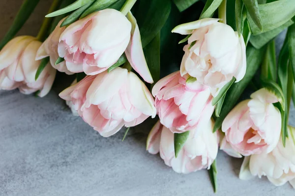 Indah tulip pada latar belakang merah muda — Stok Foto