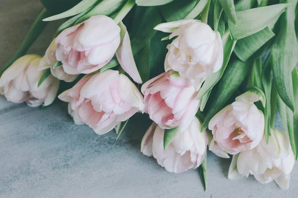 Beautiful tulips on pink background — Stock Photo, Image