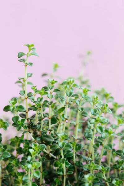 Planta de tomillo creciendo en el jardín de hierbas — Foto de Stock