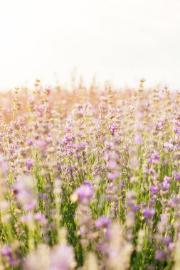 Gün ışığında lavanta tarlası - Provence