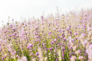 Gün ışığında lavanta tarlası - Provence