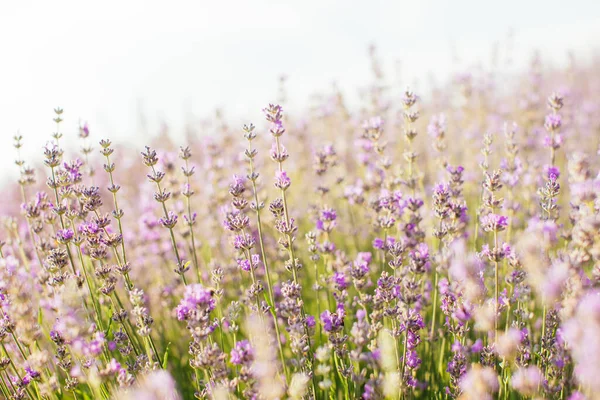 Gün ışığında lavanta tarlası - Provence