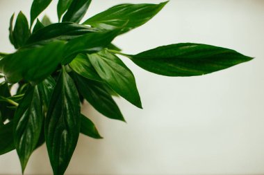 Çiçek - Barış Zambağı, spathiphyllum, yaprak geçmişi