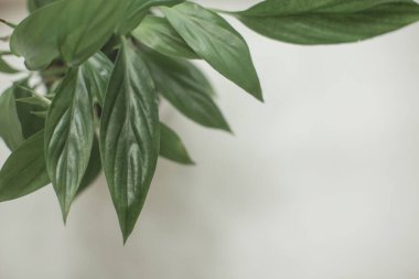 Çiçek - Barış Zambağı, spathiphyllum, yaprak geçmişi