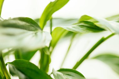 Çiçek - Barış Zambağı, spathiphyllum, yaprak geçmişi