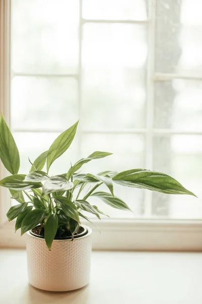 Houseplant - Paz Lily, spathiphyllum, fundo da folha — Fotografia de Stock