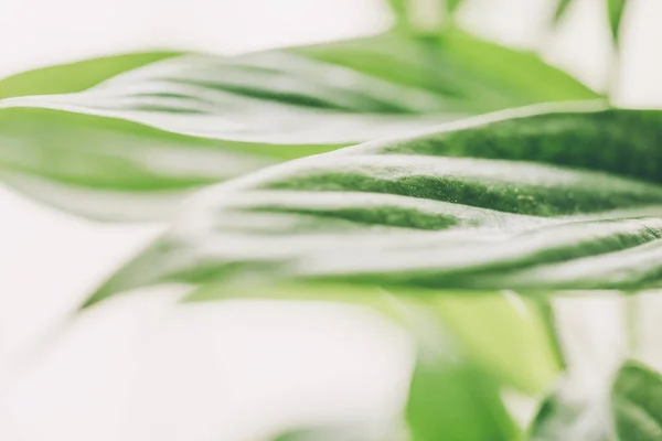 Planta de casa - Lirio de la paz, spathiphyllum, fondo de la hoja — Foto de Stock