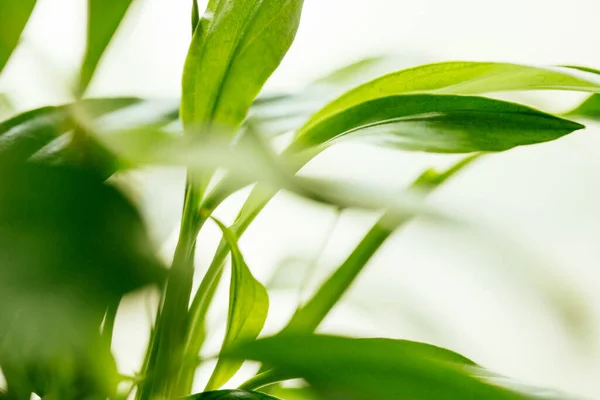 Houseplant - Peace Lily, spathiphyllum, leaf background