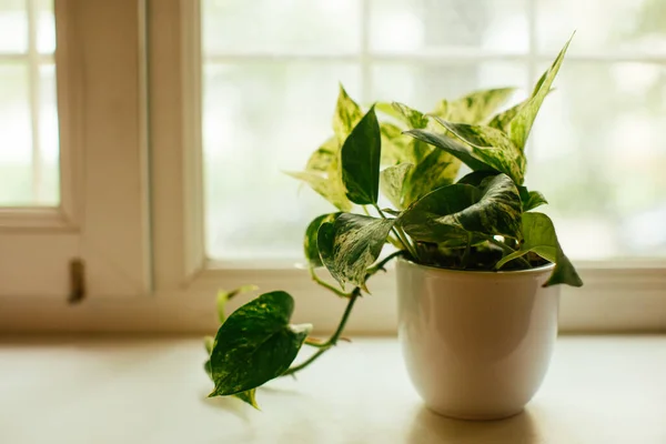 Pabrik rumahan, pothos variegata epipremnum aureum, pabrik uang. Pemurnian udara — Stok Foto