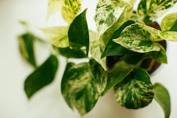 ev bitkisi, pothos variegata epipremnum aureum, para fabrikası. Hava temizleme