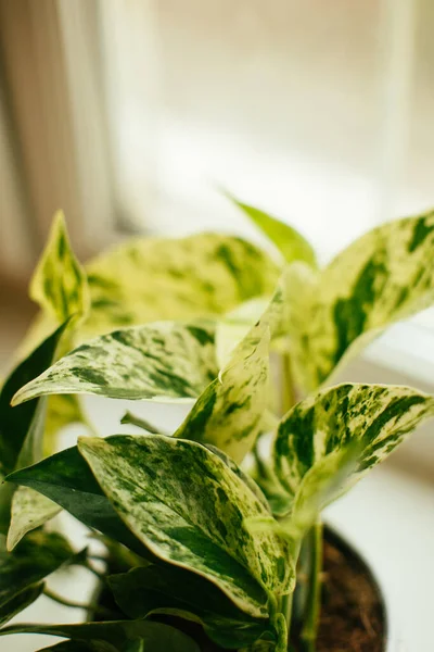 Planta da casa, pothos variegata epipremnum aureum, planta de dinheiro. purificar o ar — Fotografia de Stock