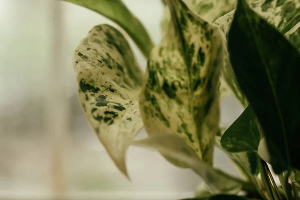 Planta de la casa, pothos variegata epipremnum aureum, planta de dinero. purificación del aire — Foto de Stock