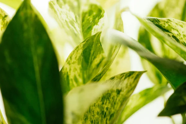 ev bitkisi, pothos variegata epipremnum aureum, para fabrikası. Hava temizleme