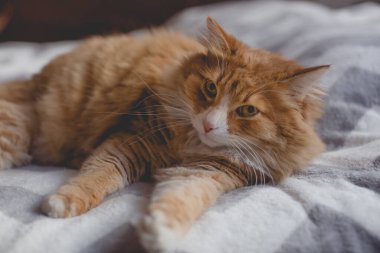 Kanepenin üzerindeki kızıl kedi.