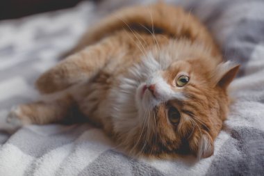 Kanepe battaniyesindeki kızgın kızıl kedi