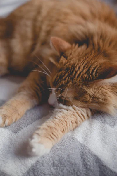 O gato gengibre dormindo no cobertor sofá — Fotografia de Stock