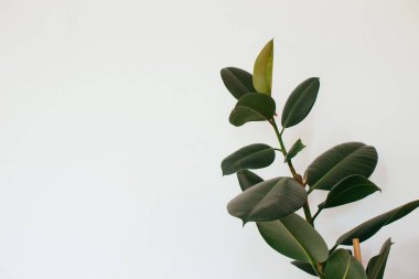 Plastik bitki yaprakları beyaz arkaplanda