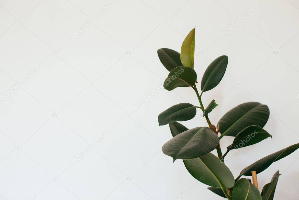 rubber plant leaves on white background