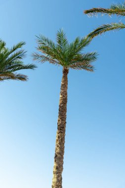 Mavi gökyüzünde güneş ışınları olan bir palmiye ağacı. Tatil ve seyahat konsepti. Arkaplan.