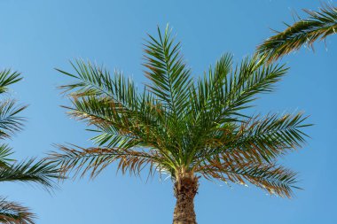 Mavi gökyüzünde güneş ışınları olan bir palmiye ağacı. Tatil ve seyahat konsepti. Arkaplan.