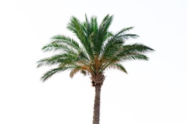 Palm tree on a white backgrount with sunbeams. Vacation and travel concept. Background. clipart