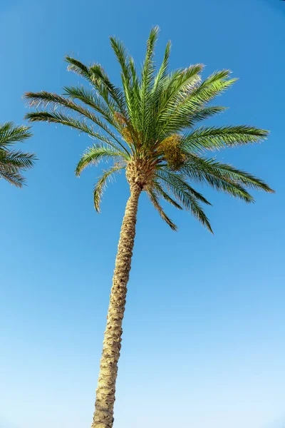 Palm tree on a blue sky with sunbeams. Vacation and travel concept. Background. — Stock Photo, Image