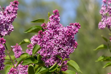 Yeşil yapraklı saf pembe leylak tomurcuklanan bahar dalları. Yakın plan leylak. Çiçeklerin arka planı. Doğa ve bitkiler