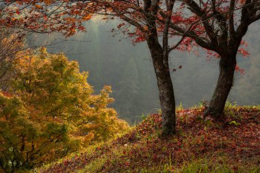 Yujaku Parkı, Kuju, Kyushu, Japonya - 23 Kasım 2019: Japonya 'nın Kyushu adasındaki Yujaku Parkı' nda güzel ışık ve sonbahar renkleri