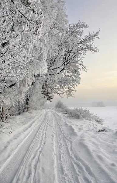 Route Blanche Loin Arbres Blancs — Photo