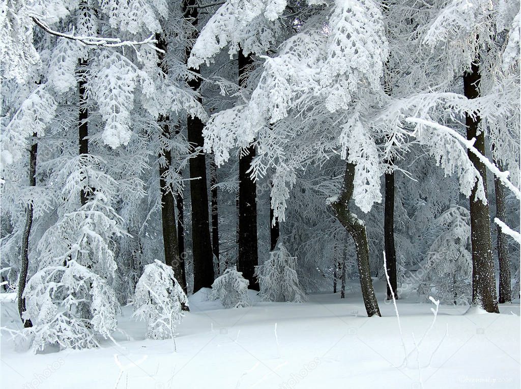 christmas trees in nature winter