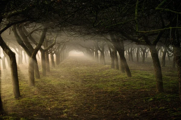 tunnel of trees in an orchard in the sunshine