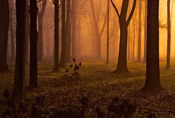 Matin Doré Dans Forêt — Photo