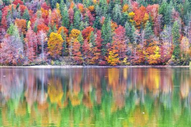 Sonbahar Orman suya yansıyan. Dağlarda renkli sonbahar sabahı. Dağ gölü içinde renkli sonbahar sabahı. Renkli sonbahar manzara.
