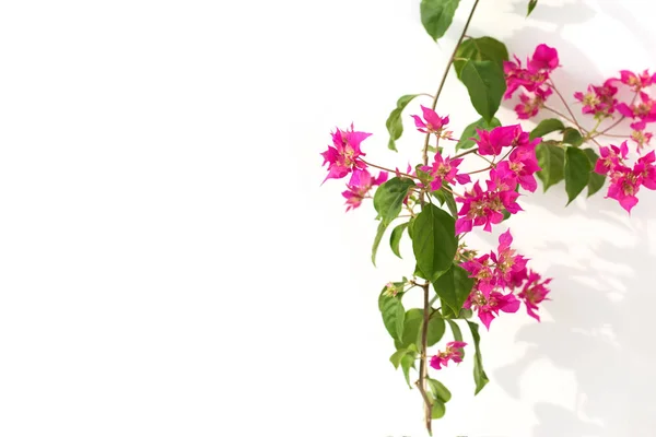 Розовые бугенвиллии цветы на белом фоне. место для смс. рамка. копировальное пространство — стоковое фото