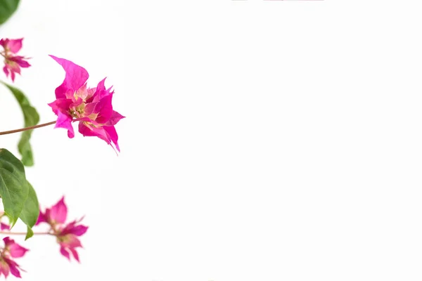 Flores de buganvillas rosadas sobre un fondo blanco. lugar para el texto. marco. espacio de copia —  Fotos de Stock