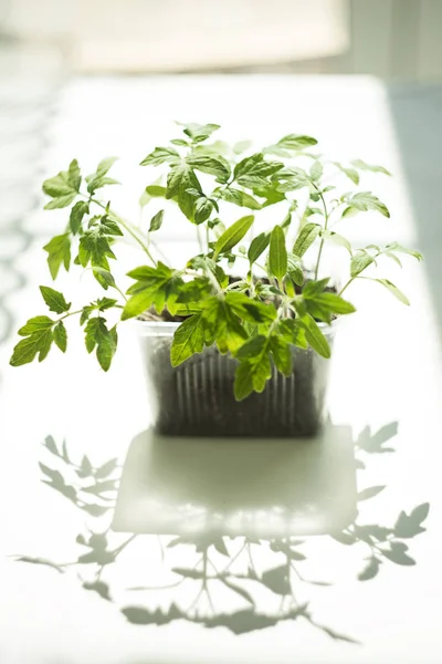 Plântulas de tomate crescente. Jovens tiros em um fundo branco, isolar, espaço de cópia, mock up — Fotografia de Stock