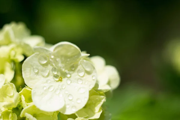 Delicada flor de hortensia con gotas de agua, primer plano amanecer. enfoque selectivo, bokeh, fondo verde. Concepto de primavera y boda —  Fotos de Stock