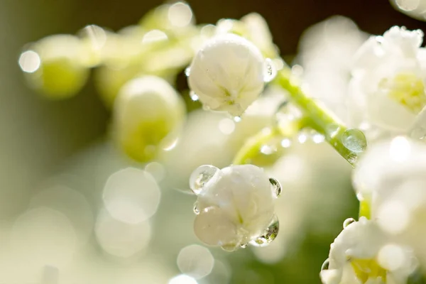 Delicato giglio fiorito della valle con gocce d'acqua, primo piano all'alba. fuoco selettivo, bokeh, sfondo verde. Concetto primavera — Foto Stock