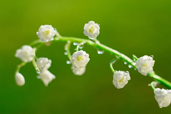 Delicada flor lirio del valle con gotas de agua, amanecer primer plano. enfoque selectivo, bokeh, fondo verde. Concepto primavera —  Fotos de Stock